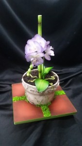 Danielle Sweet Dreams Antigua